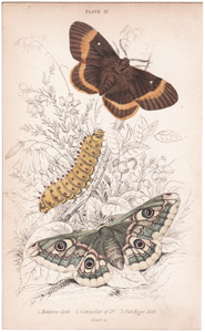 Plate 17

Emperor Moth
Caterpillar of "
Oak Egger Moth